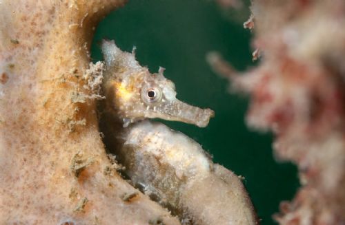 Sea Horse d1804.jpg