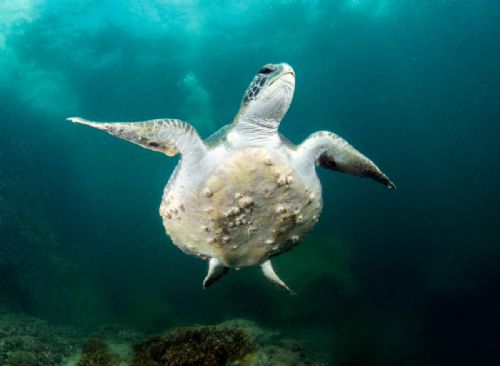 Sea Turtle