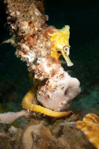 Seahorse