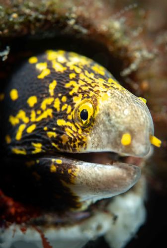 Snowflake Moray Eel
