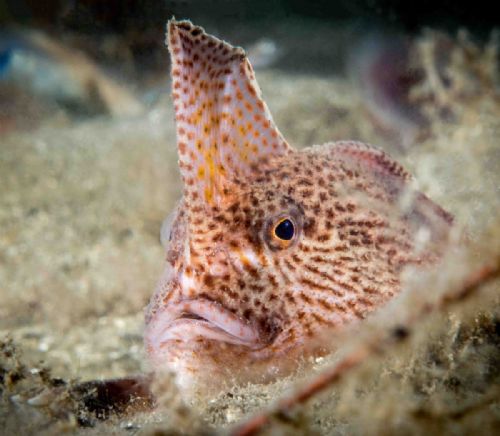 Spotted Handfish