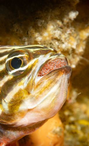 Sydney Cardinalfish with eggs in its mouth