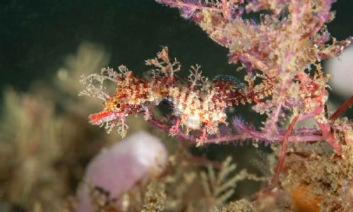 Sydney Pygmy Pipehorse
