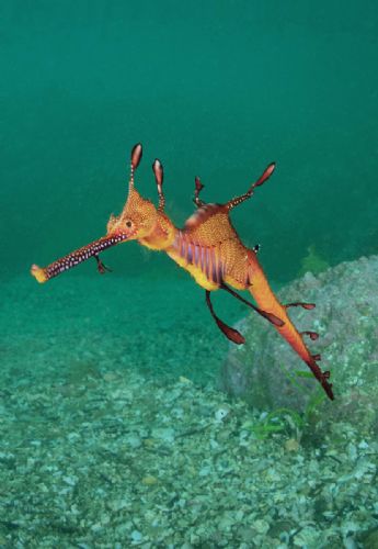 Weedy Sea Dragon