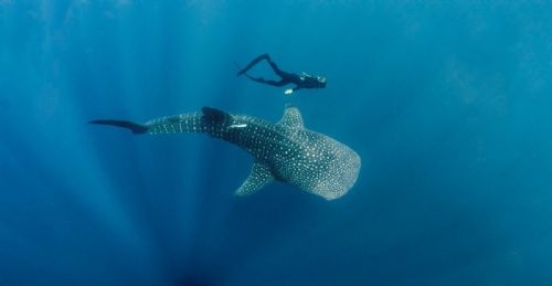 Whale shark7 d2329