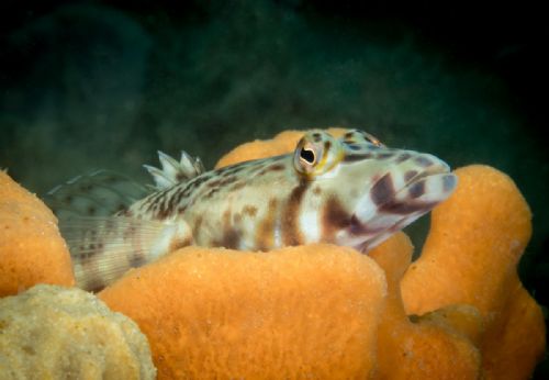 White Streaked Grubfish