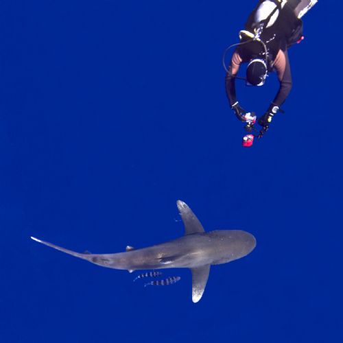 Oceanic Whitetip Shark and dive buddy. The Bahamas
