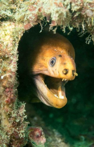 Yellow Moray Eel