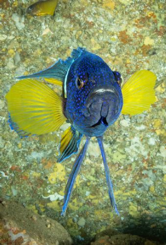 Eastern Blue Devilfish
