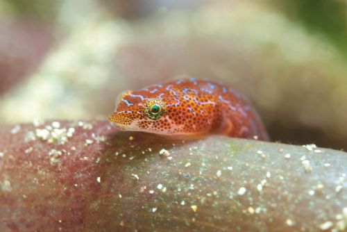 Eastern Cleaner Clingfish2 d1791.jpg