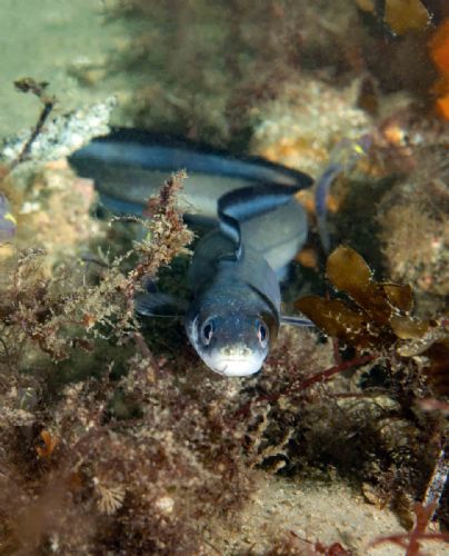 Eastern Conger
