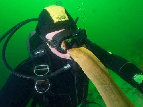 Mick and Yellow Moray Eel