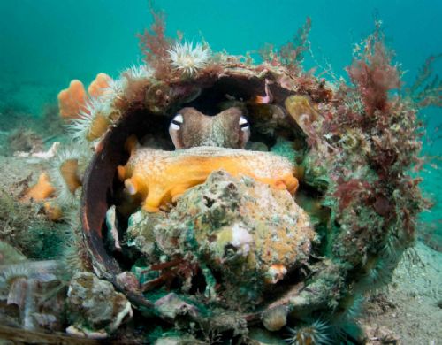 Octopus