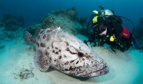 Potato Cod