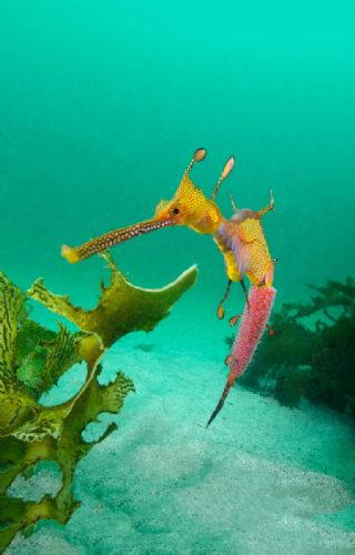 Weedy Sea Dragon