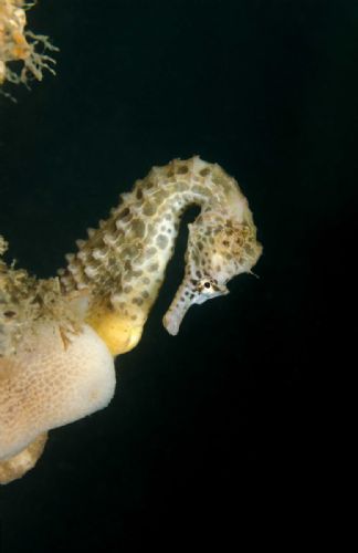 White's Seahorse