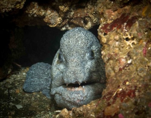 Wolf Eel