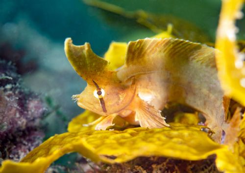 Yellow Crested Weedfish