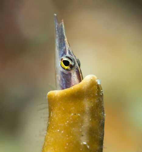 Arrow Blenny