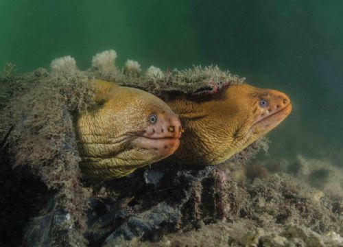 Green Moray Eels