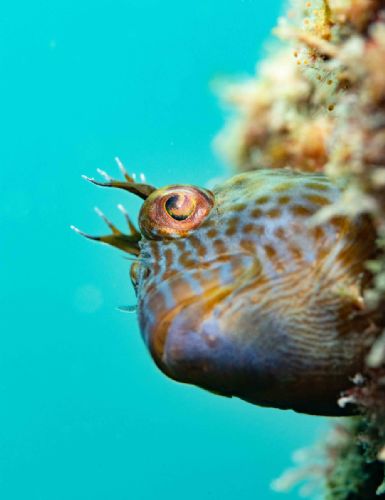 Horned Blenny