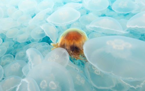 Moon and Lion's Mane Jellyfish
