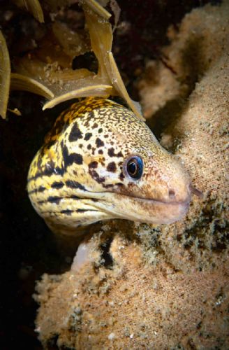 Mosiac Moray Eel