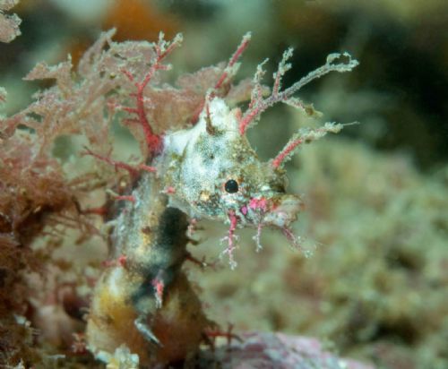 Pygmy Pipehorse