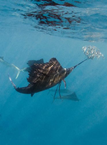 Sailfish