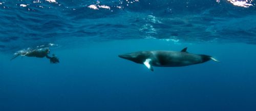 Dwarf Minke whale