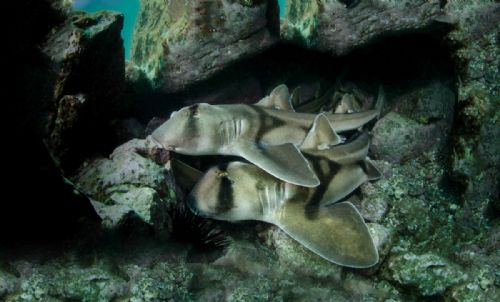 Port Jackson sharks1 d2356.jpg