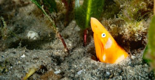 Sharpnose Snake Eel