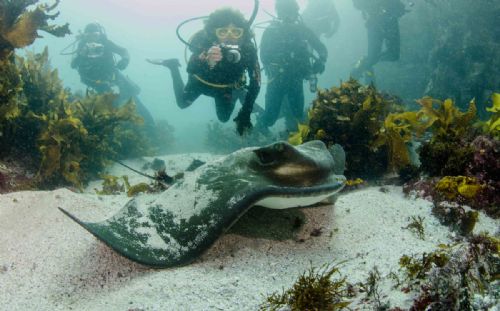 Cownose Ray