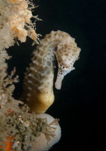 White's Seahorse