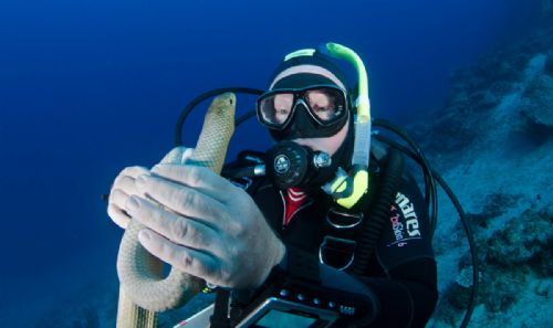 Olive Sea Snake and Mick2 d2115