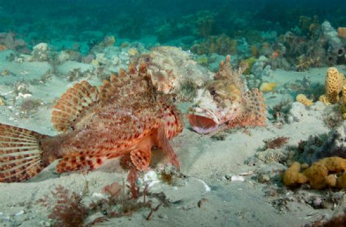 Rock Cod aggressive male territorial behaviour
