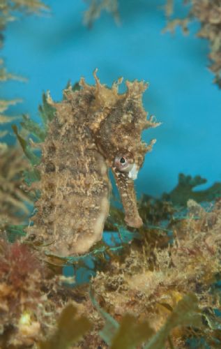 Sea Horse1 d1856