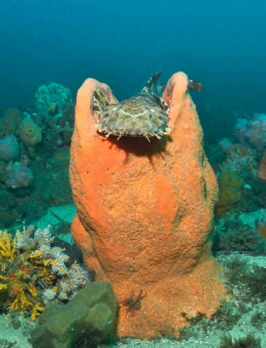 Wobbegong shark