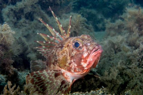 Common Gurnard Perch
