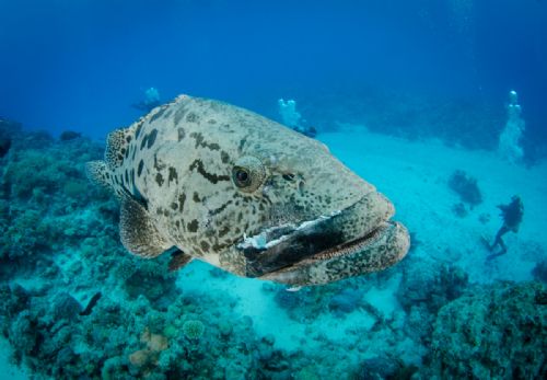 Potato Cod5 d2112