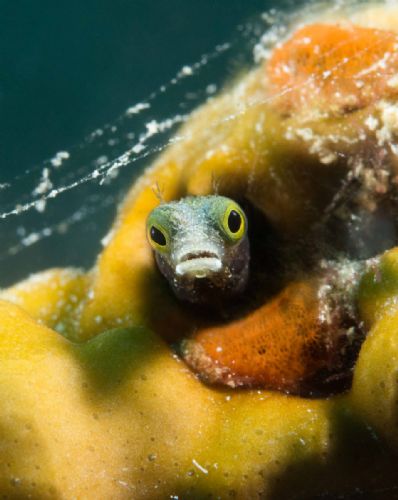 Spinyhead Blenny