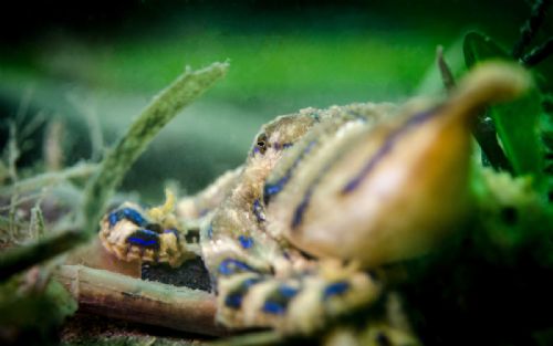 Blue Ringed Octopus