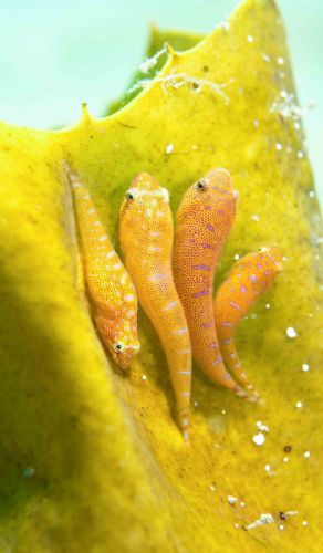 Eastern Cleaner Clingfish