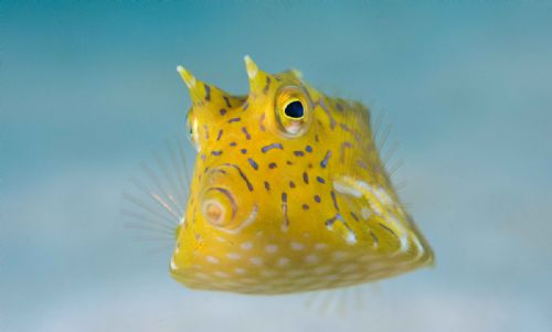 Turretfish