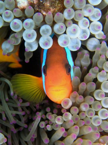 Anemonefish