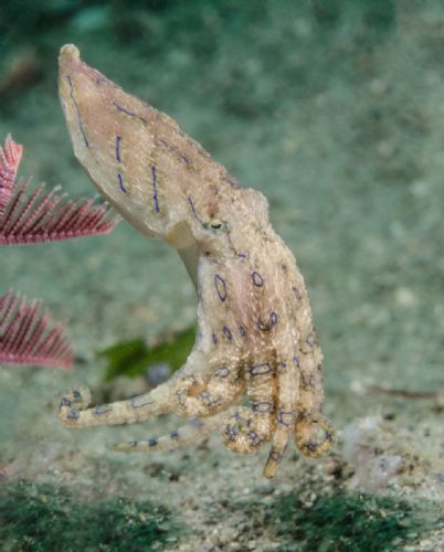 Blue ringed Octopus1 d2354