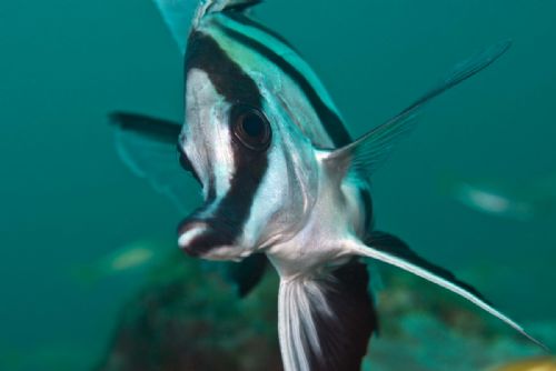 Boarfish
