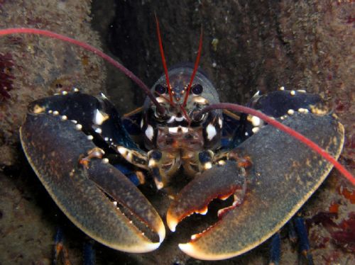 Common Lobster
