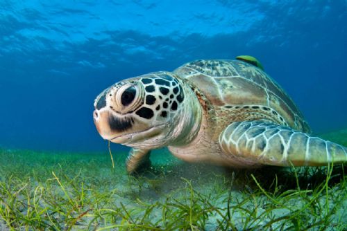 Green turtle11 d1638.jpg