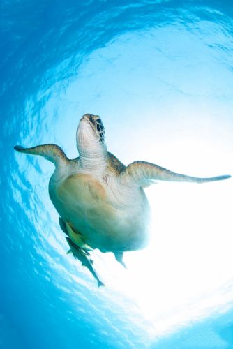 Green turtle